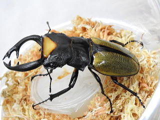 ◎　M・エレファスゾウカブト　大型血統　♂107㎜　♀73㎜　ペア　NO1 ◇ 2種ペア「DH・ヘラクレス（♂131㎜・♀65㎜）／ エレファス