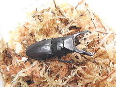 【貴重ドルクス】ラティオキナティブスオオクワガタ　♂35♀29 DSCN908111.jpg