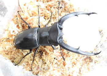 【貴重ドルクス】ラティオキナティブスオオクワガタ　♂35♀29 クワガタとカブト観察日記 ドルクスショップJFK