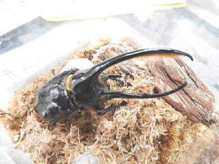 DSCN91011.jpg