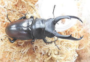 DSCN911211.jpg