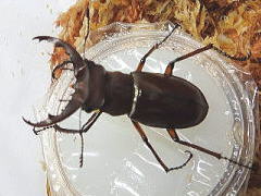 DSCN921211.jpg