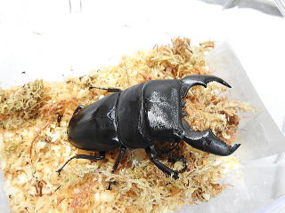 DSCN92721.jpg